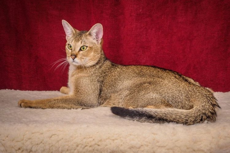 Gato de raza Chausie