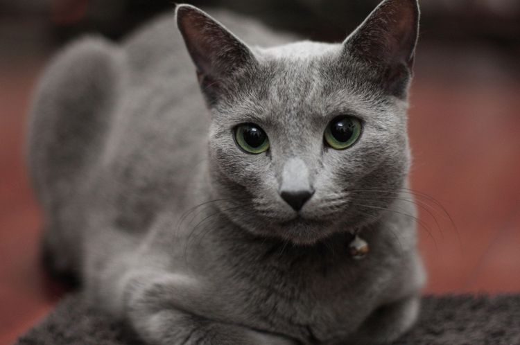 Gato azul ruso