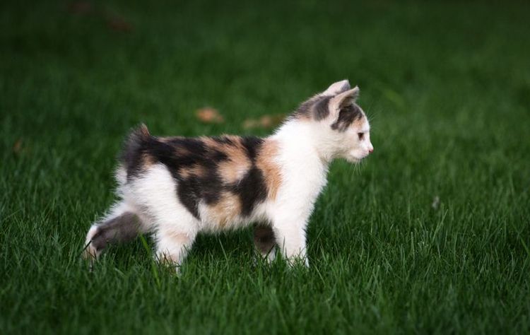 Manx