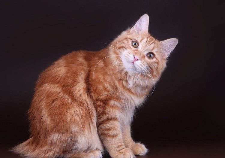 Bobtail de Kuril