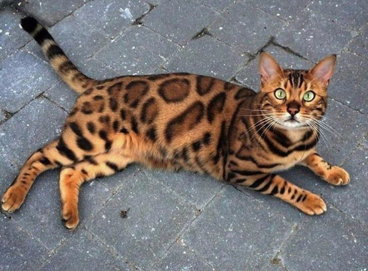 Gato bengalí