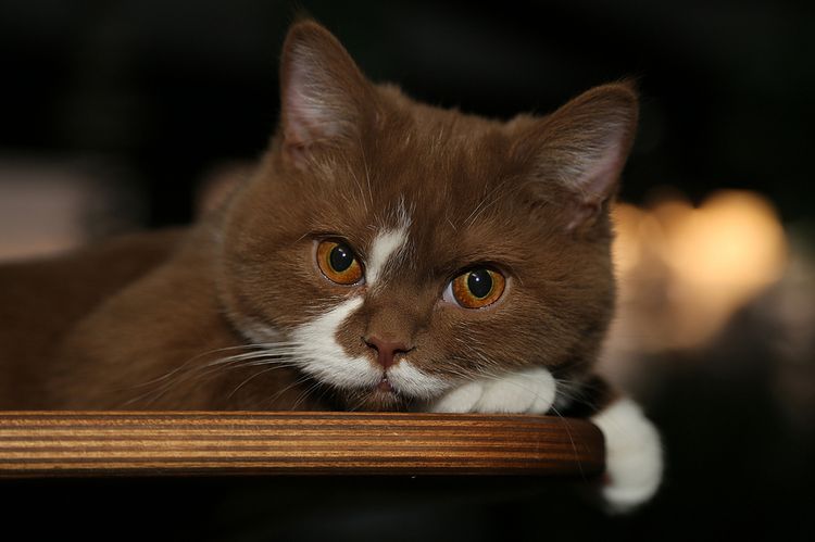 Gato inusual