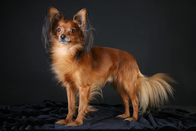 Russian Toy Terrier