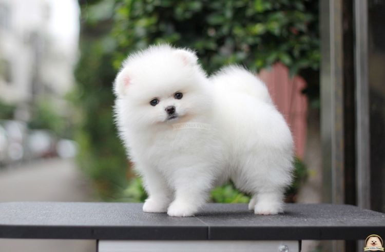 Pomerania