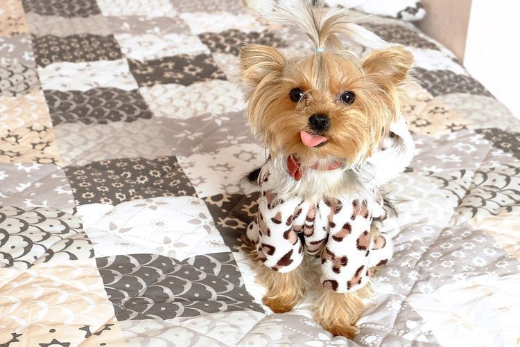 Yorkshire Terrier