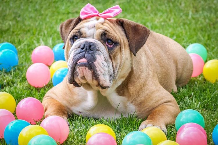 Bulldog Inglés