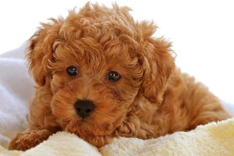 Caniche toy