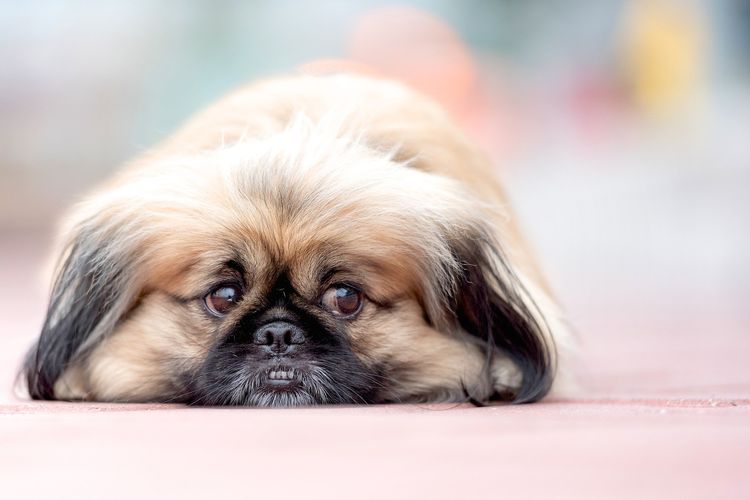 Pekinés
