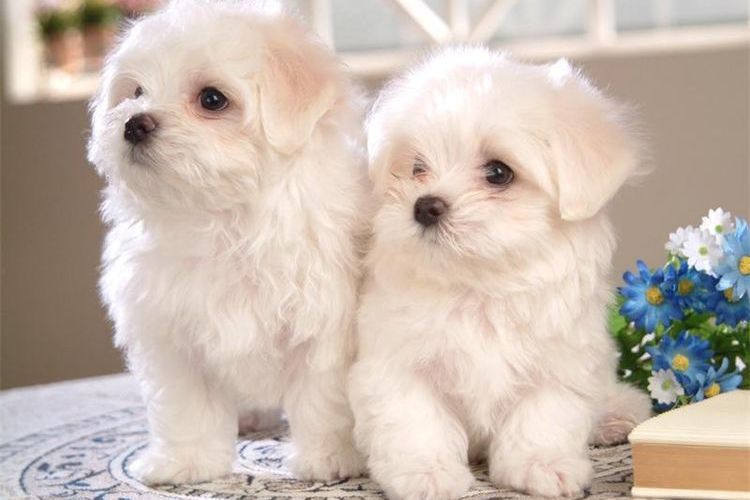 Bichón maltés
