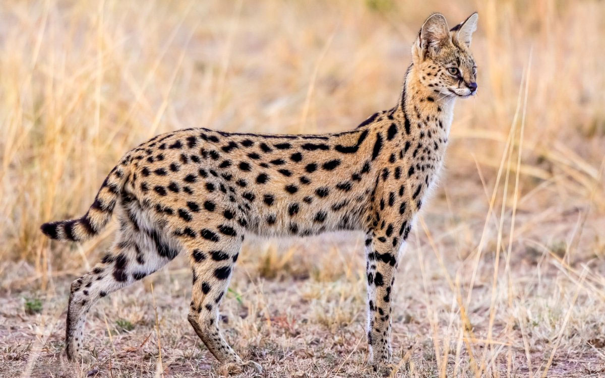 Serval - descripción de la raza