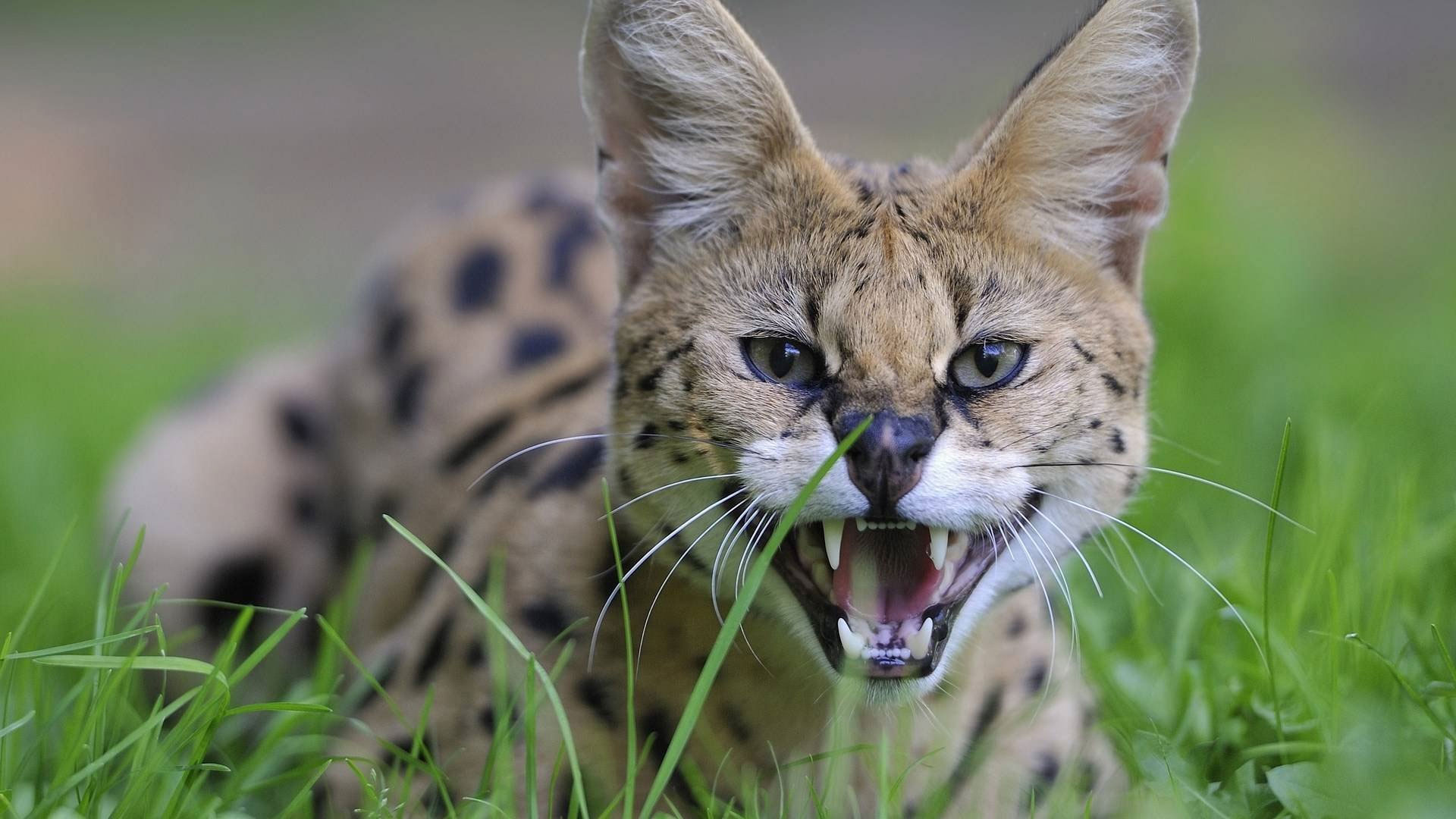 Serval - estándares de la raza