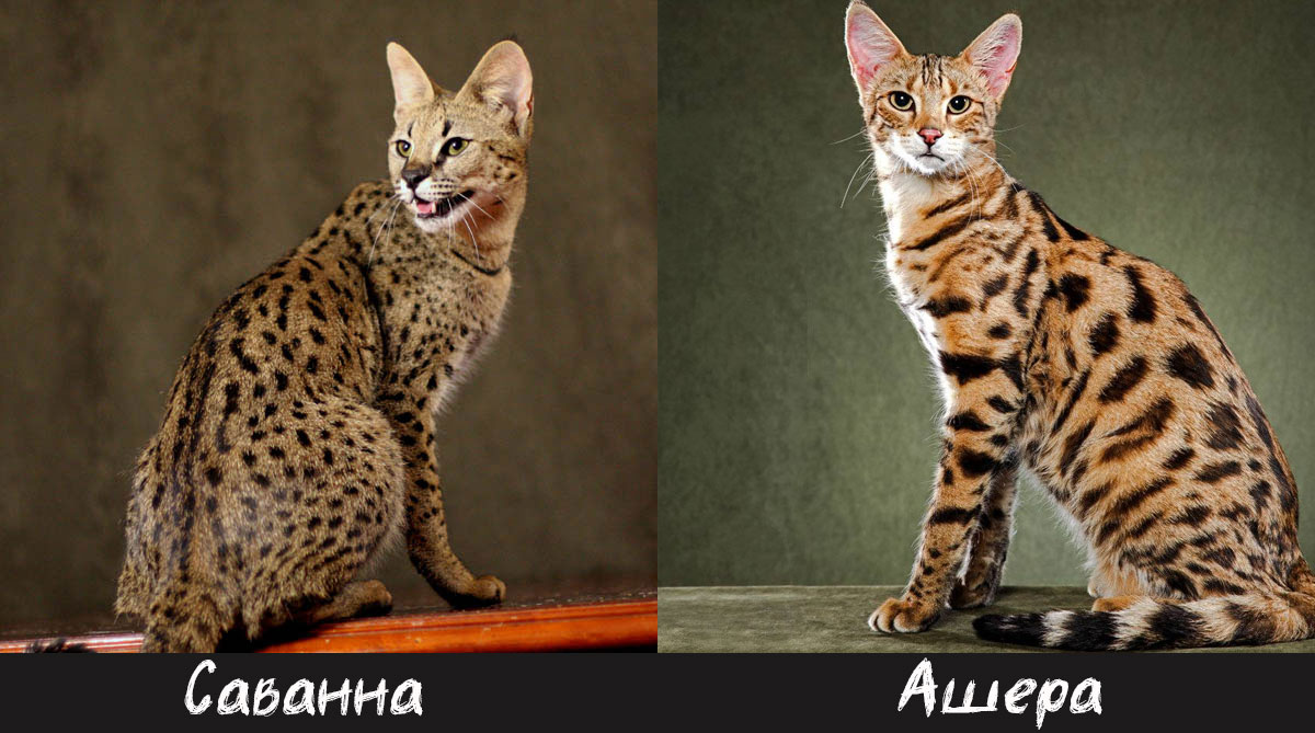 Híbridos del Serval