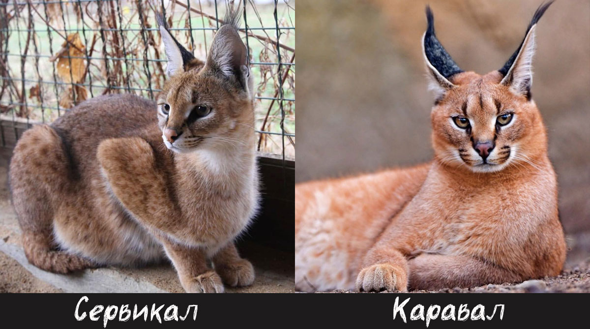 Híbridos del Serval