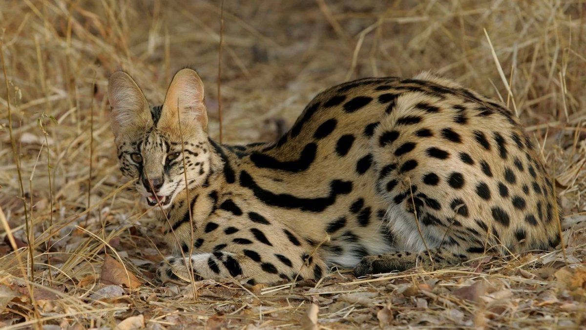 Serval salvaje