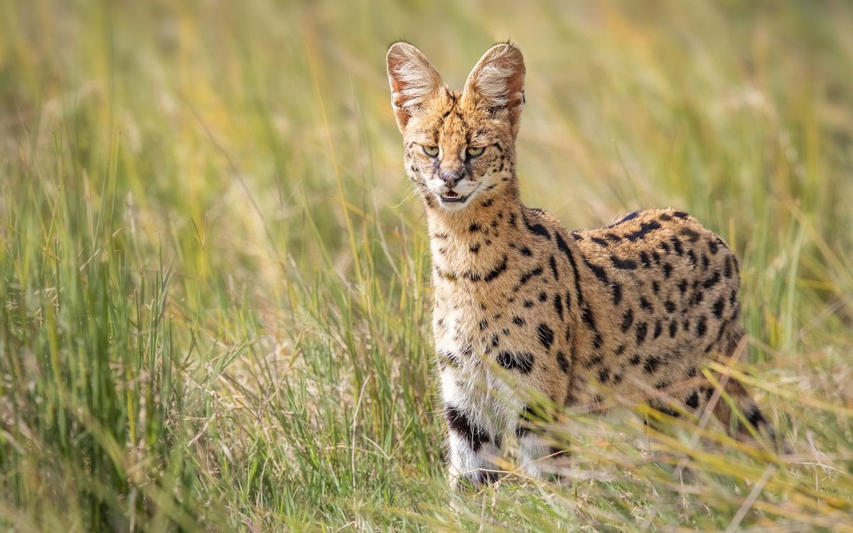 Serval en la naturaleza