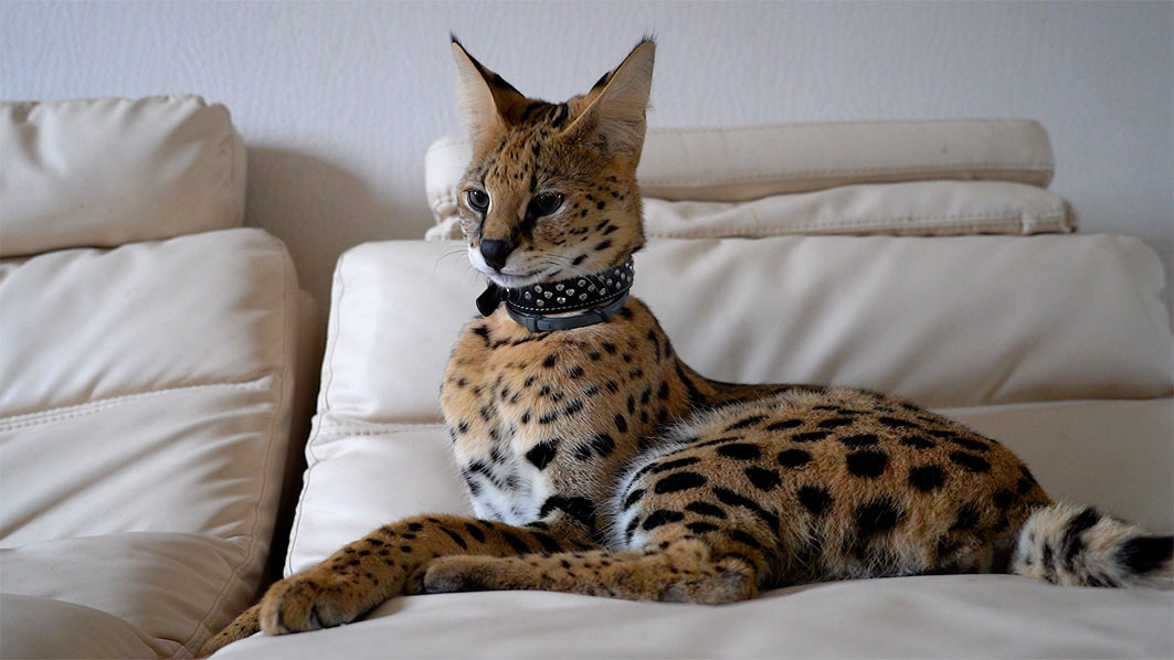 Serval doméstico