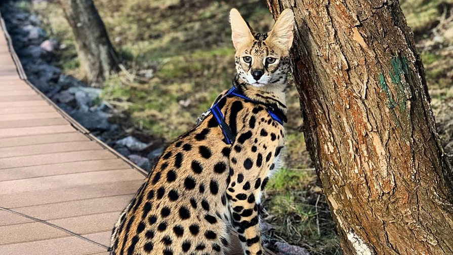 Educación del Serval