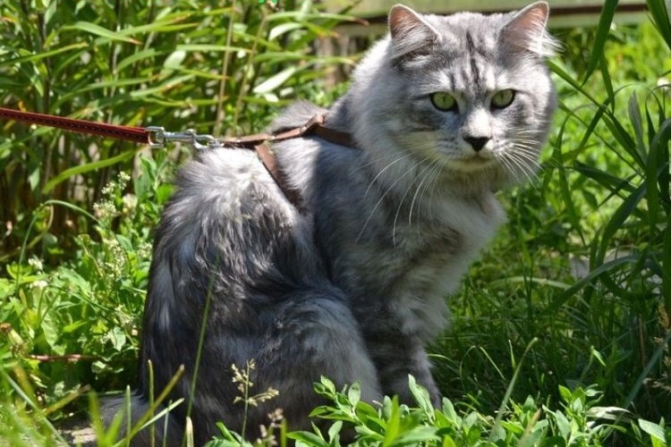 Gato gris sentado en la hierba