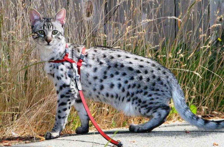 Gata manchada paseando con arnés
