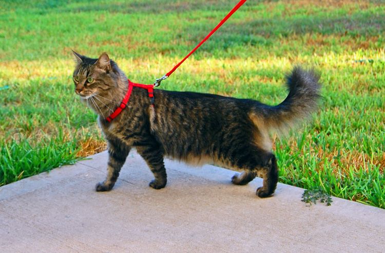 El gato pasea con correa