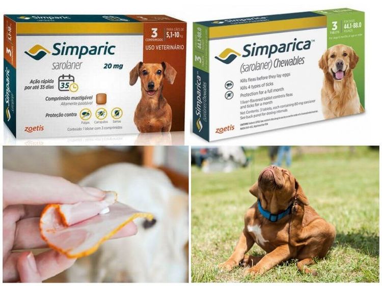 Cómo administrar el medicamento al perro