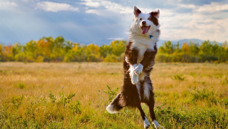 Perro en el campo