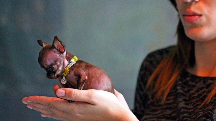 El perro más pequeño
