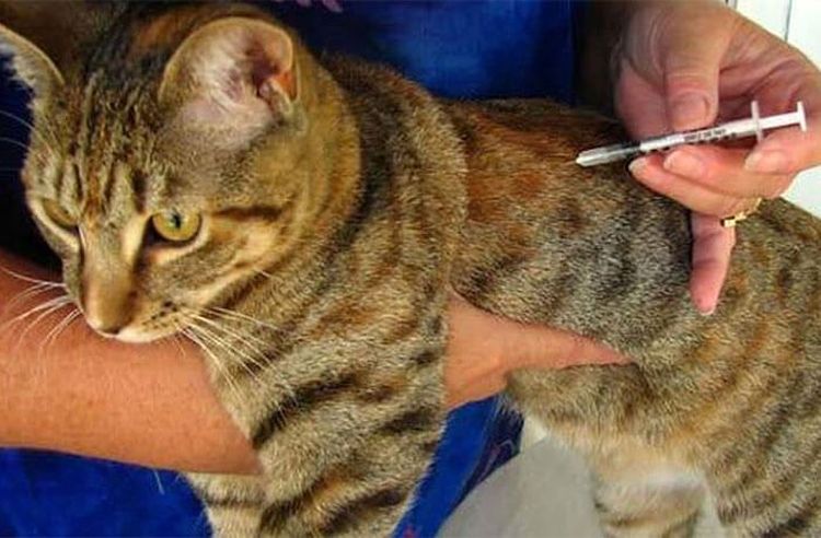 Se le aplica una inyección al gato