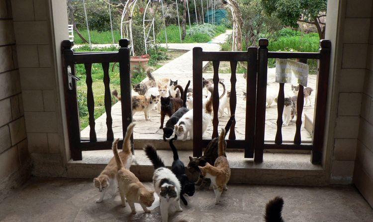 Gatos callejeros en el parque
