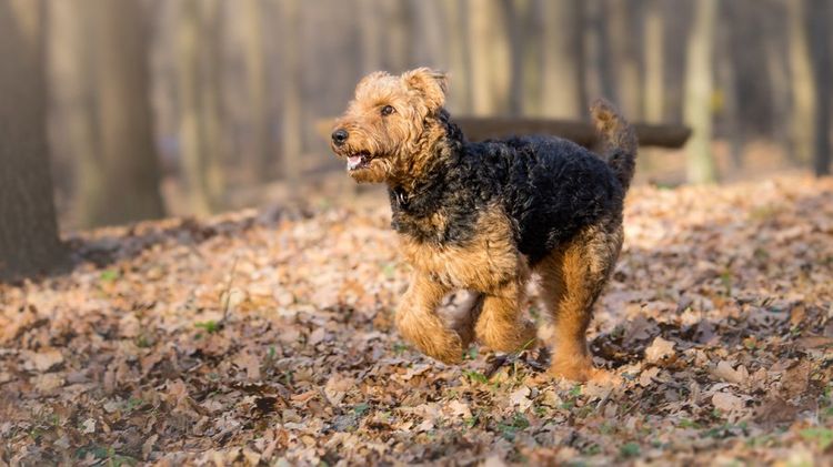 Airedale Terrier