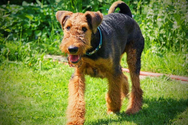 Airedale Terrier
