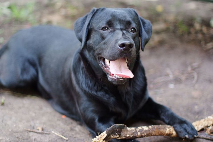 Labrador negro tumbado