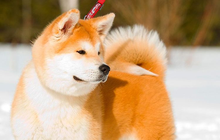 Akita Inu con correa