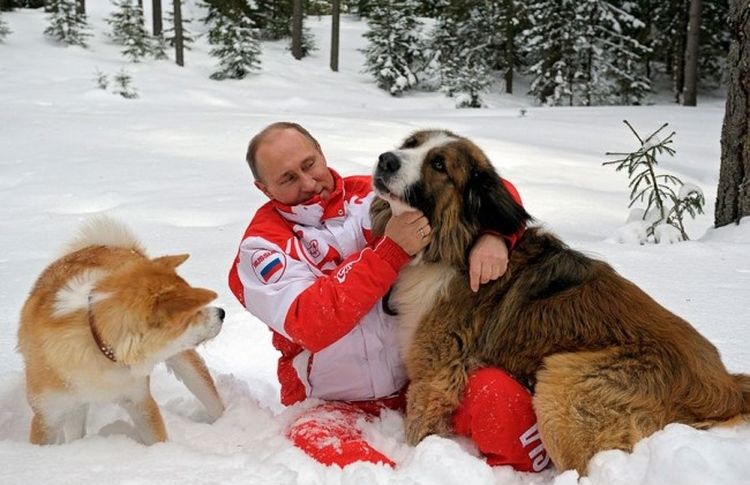Putin pasea con sus perros en la nieve.