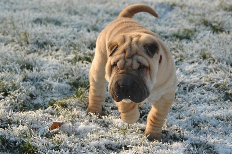 Shar Pei