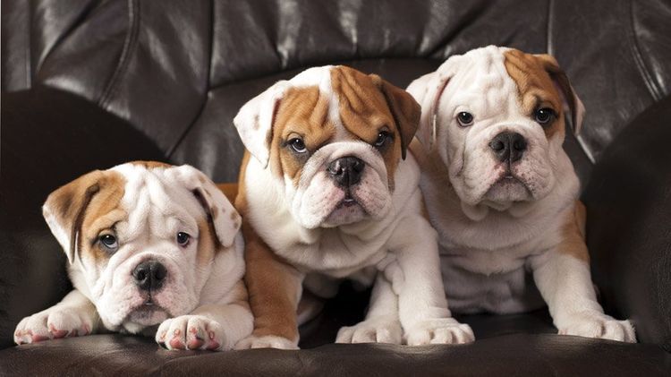 Bulldog Inglés