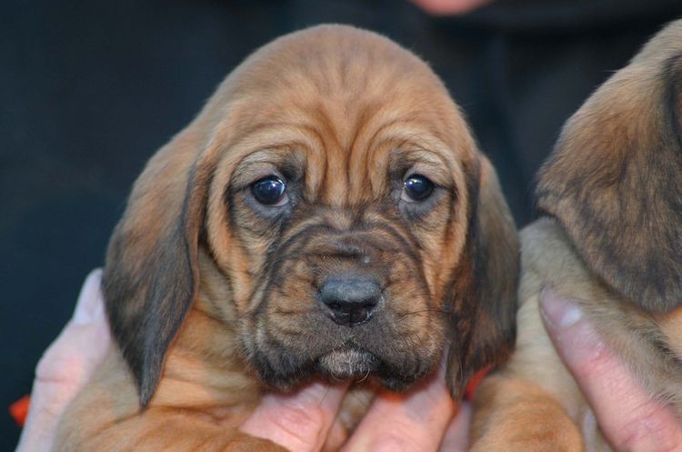 Bloodhound