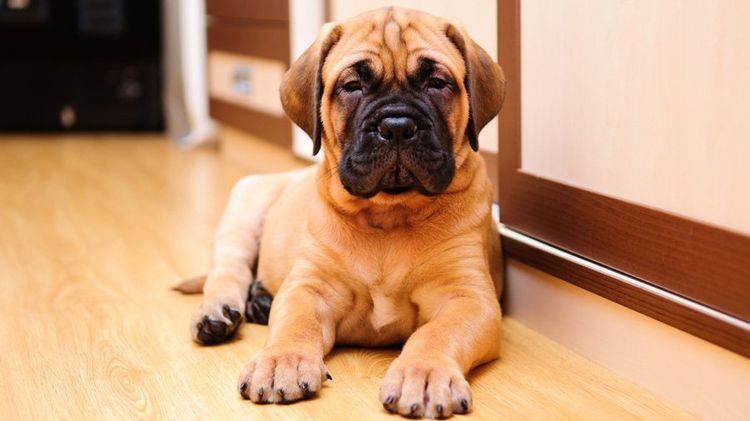 Bulmastiff