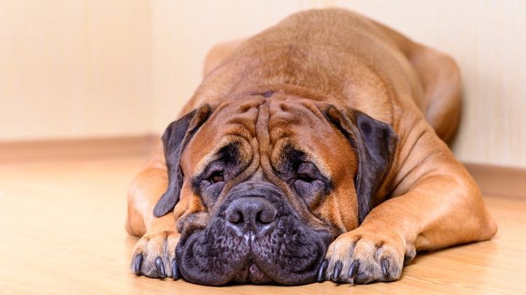 Bulmastiff