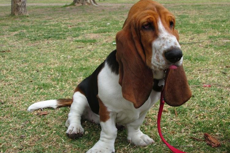 Basset hound