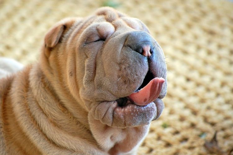 Shar Pei