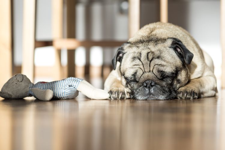 Pug