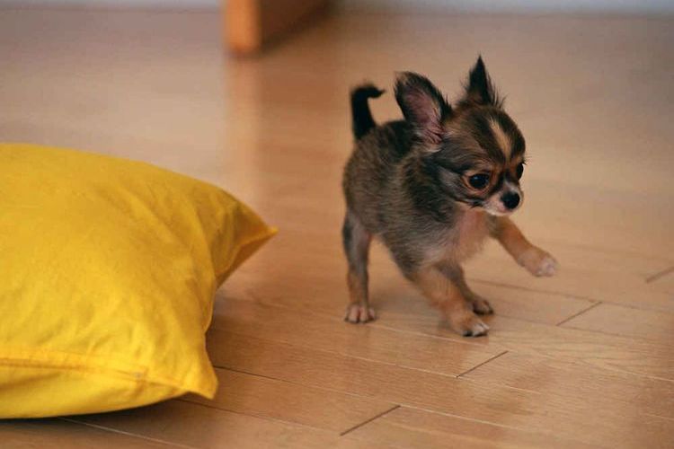 Cachorro de chihuahua