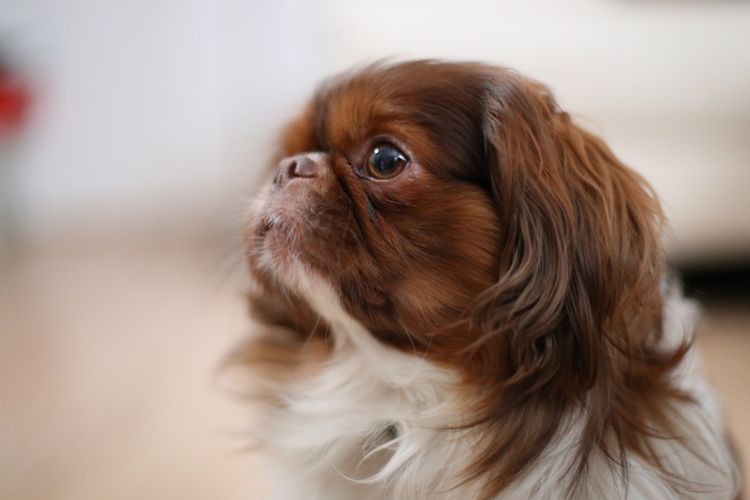 Pekinés