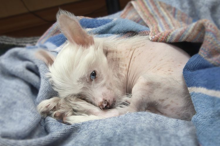 Chinese Crested