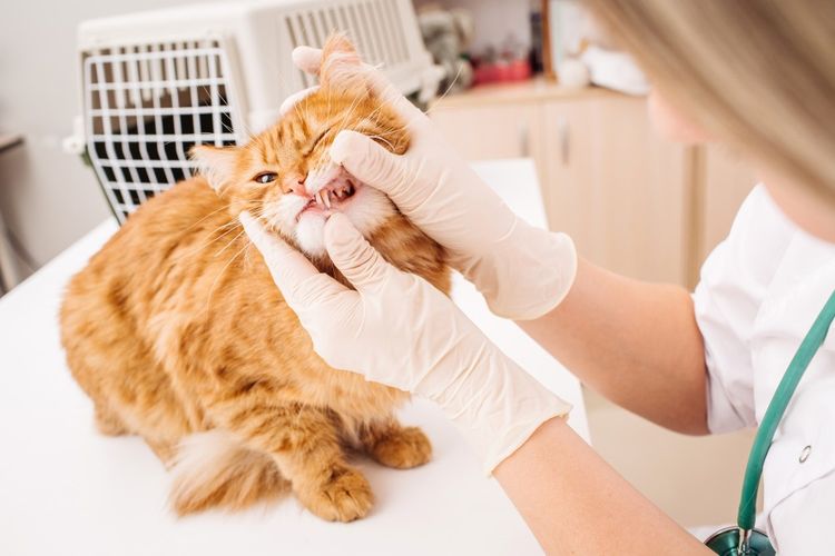 Gato en el veterinario