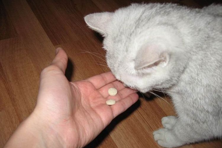 Vitaminas para gatos