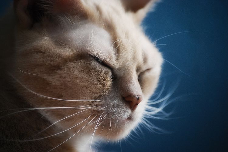 Liquen en el gato