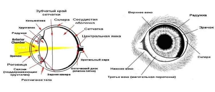 Estructura del ojo de un gato