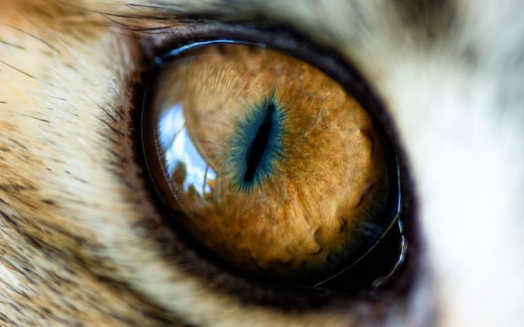 Foto del ojo del gato